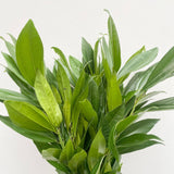 Load image into Gallery viewer, Fresh Cocculus greenery with rich, glossy, wide tapering green leaves, ideal for floral arrangements and bouquets.