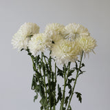 Load image into Gallery viewer, Cremon White