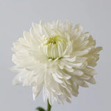 Load image into Gallery viewer, Cremon White