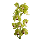 Load image into Gallery viewer, Cymbidium Orchid Green - Mini