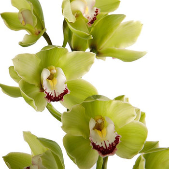 Green mini Cymbidium Orchid with multiple blooms on a single stem, showcasing tropical elegance and durability