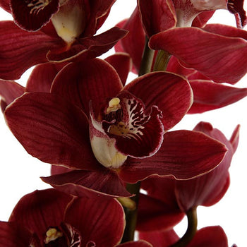 Close-up of burgundy mini Cymbidium orchid flowers with detailed petals and delicate center patterns