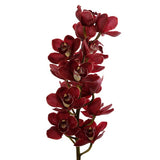 Load image into Gallery viewer, Cymbidium Orchid Burgundy - Standard
