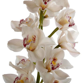 White Mini Cymbidium Orchid with multiple blooms on a single stem, elegant tropical flower with white petals and pink spotted centers