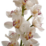 Load image into Gallery viewer, Cymbidium Orchid White - Standard