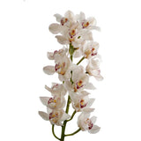 Load image into Gallery viewer, Cymbidium Orchid White - Standard