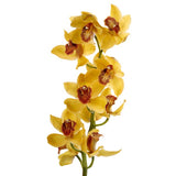 Load image into Gallery viewer, Cymbidium Orchid Yellow - Mini