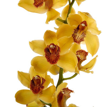 Yellow standard Cymbidium orchid flower stem with multiple blooms isolated on white background