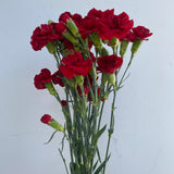 Load image into Gallery viewer, MINI CARNATIONS