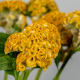 Load image into Gallery viewer, Celosia Yellow