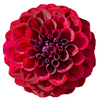 Close-up of a vibrant red dahlia flower with intricate layered petals and rich color, perfect for gifting, weddings, and home decor.