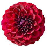 Load image into Gallery viewer, Close-up of a vibrant red dahlia flower with intricate layered petals and rich color, perfect for gifting, weddings, and home decor.