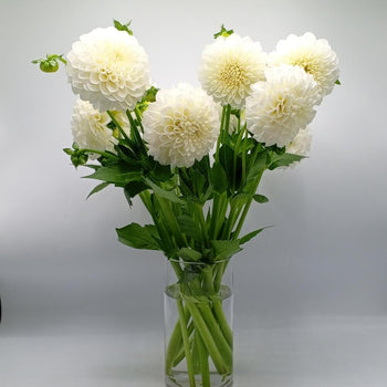 Fresh-cut white dahlias with intricate petals in a clear glass vase, perfect for gifting, weddings, and home decor