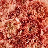 Load image into Gallery viewer, CARNATIONS ORANGE