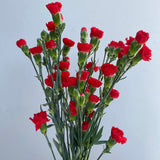 Load image into Gallery viewer, MINI CARNATIONS