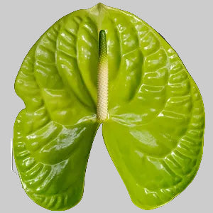 anthurium flowers green Anthurium Green