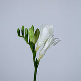 Load image into Gallery viewer, Freesia White Flower