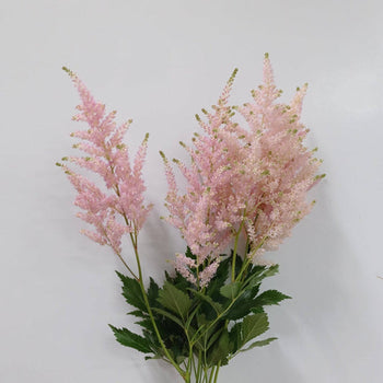 Pink Astilbe flower stems with feathery plumes and green leaves, ideal for romantic or rustic bouquets