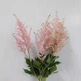 Load image into Gallery viewer, Astilbe Pink