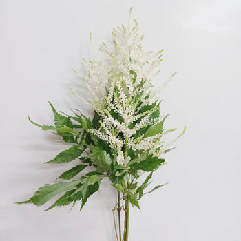 Bundle of 10 white Astilbe stems with feathery plumes and green leaves for romantic floral arrangements