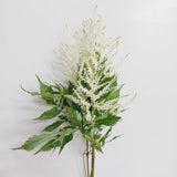Load image into Gallery viewer, Astilbe White