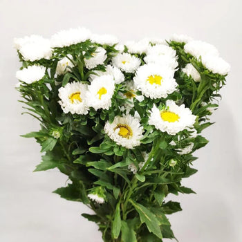 Bundle of white Matsumoto Aster flowers with yellow centers and green foliage, featuring several blooms per stem