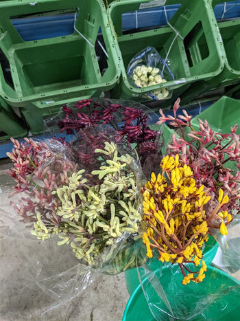 fresh Kangaroo Paw Green flowers with tubular blooms in multiple colors bundled in clear plastic wrapping