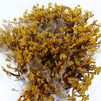 Fresh yellow Kangaroo Paw flowers with fuzzy tubular blooms and long stems bundled for wholesale delivery