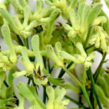 Load image into Gallery viewer, Kangaroo Paw Green