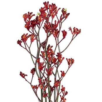 Kangaroo Paw Red Burgundy flower stems with tubular, fuzzy, burgundy blooms resembling tiny paw prints in a 5-stem bunch