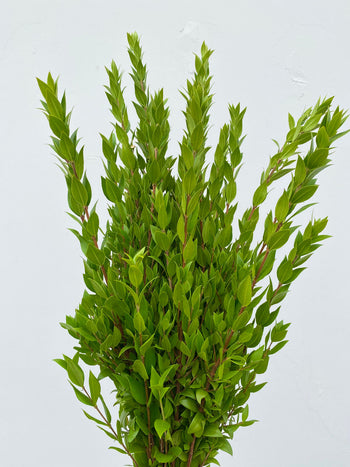 Fresh lush Myrtle Greenery stems with vibrant green leaves for bouquets and arrangements