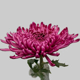 Load image into Gallery viewer, CHRYSANTHEMUM ANASTASIAS (SPIDER) PURPLE