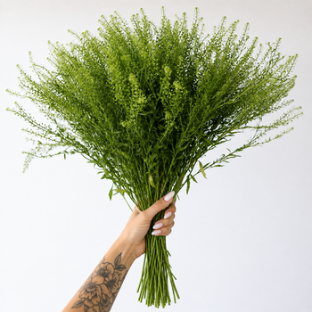PENNYCRESS