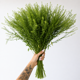 Load image into Gallery viewer, PENNYCRESS