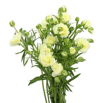 RANUNCULUS BUTTERFLY - PALE YELLOW