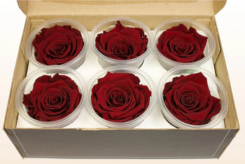 Box of six medium Ecuadorian preserved red burgundy rose heads in clear plastic containers, long-lasting and water-free decoration