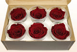 Load image into Gallery viewer, Box of six medium Ecuadorian preserved red burgundy rose heads in clear plastic containers, long-lasting and water-free decoration