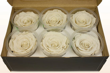 Box of six medium cream Ecuadorian preserved rose heads in clear plastic containers