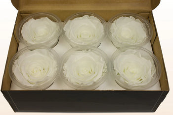 Box of six medium pure white preserved rose heads from Ecuador in clear plastic containers