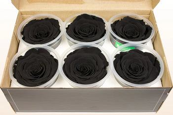 Box of six medium black Ecuadorian preserved rose heads in clear plastic cups
