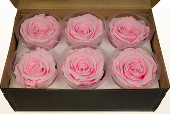 Box of six medium pink preserved rose heads from Ecuador in clear round containers, lasting 1 to 3 years without water or sunlight.