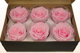 Load image into Gallery viewer, Box of six medium pink preserved rose heads from Ecuador in clear round containers, lasting 1 to 3 years without water or sunlight.