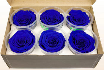 Box of six medium Ecuadorian preserved blue rose heads in clear plastic containers, long-lasting and natural without stems