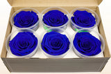 Load image into Gallery viewer, Box of six medium Ecuadorian preserved blue rose heads in clear plastic containers, long-lasting and natural without stems