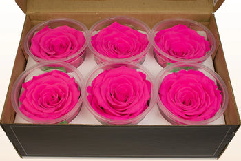 Box of six hot pink Ecuadorian preserved rose heads in clear plastic containers, medium size, long-lasting and water-free blooms