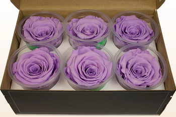 Box of six lavender Ecuadorian preserved rose heads in clear plastic containers