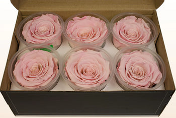 Box of six light pink Ecuadorian preserved rose heads in clear plastic containers