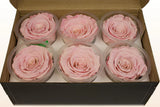 Load image into Gallery viewer, Box of six light pink Ecuadorian preserved rose heads in clear plastic containers