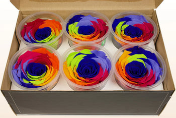 Ecuadorian preserved rainbow rose heads in clear containers, 6 units in a box, medium size, vibrant colors