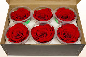 Box of six medium Ecuadorian preserved red rose heads in clear containers